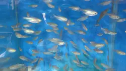 ماهی تترا کنگو 1 تا 2 سانتی متر