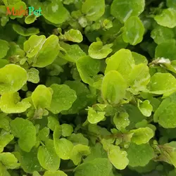 گیاه آکواریومی کاردامین لیراتا - گشنیزی گرد (گلدانی)