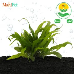 گیاه میکروسوریوم جاوا (پایه توری) 10 تا 15 سانتی متر
