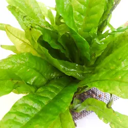 گیاه میکروسوریوم جاوا (پایه توری) 10 تا 15 سانتی متر