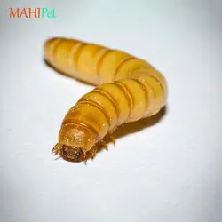 غذای کرم میلورم زنده بسته 100 گرمی