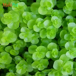 گیاه آکواریویمی لیسیماشیا نامولاریا گرین (گلدانی)