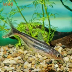 ماهی پنگوسی گیاه خوار 8 تا 10 سانتی متر