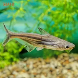 ماهی پنگوسی گیاه خوار 8 تا 10 سانتی متر