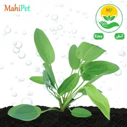 گیاه اچینودوروس اسچلوتری