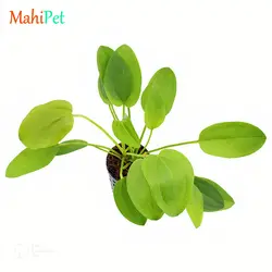 گیاه اچینودوروس اسچلوتری