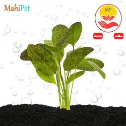 گیاه اچینودوروس رد فلیم