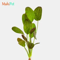 گیاه اچینودوروس رد فلیم