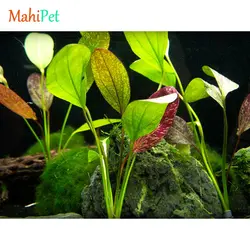 گیاه اچینودوروس رد فلیم