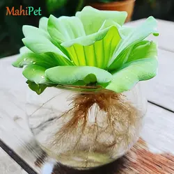 گیاه کاهو آبی کوچک (قطر 2 سانت)