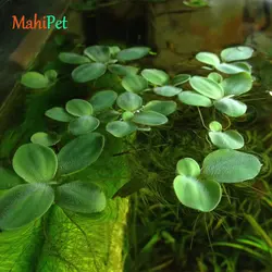 گیاه کاهو آبی کوچک (قطر 2 سانت)