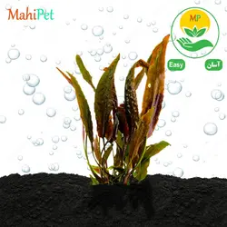 گیاه آکواریومی کریپتوکورین آستریانا رد (گلدانی)