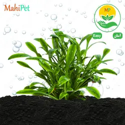 گیاه آکواریومی کریپتوکورین پاروا نیو (گلدانی)