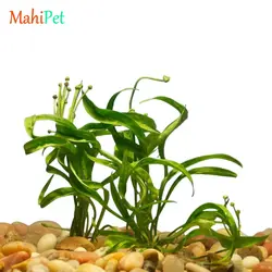 گیاه اچینودوروس وزوویوس