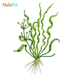 گیاه اچینودوروس وزوویوس