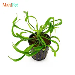 گیاه اچینودوروس وزوویوس