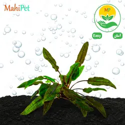 گیاه آکواریومی کریپتوکورین میویا (گلدانی)