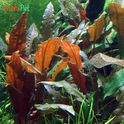گیاه آکواریومی کریپتوکورین میویا (گلدانی)