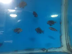 سیچلاید دبوسی 9 تا 11 سانت