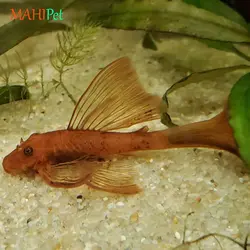 ماهی کت سوپر رد باله بلند سایز 3 تا 5 سانتی متر