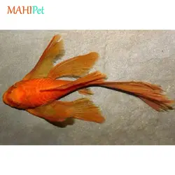 ماهی کت سوپر رد باله بلند سایز 3 تا 5 سانتی متر