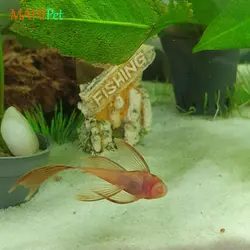 ماهی کت سوپر رد باله بلند سایز 3 تا 5 سانتی متر