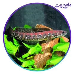 ماهی چانا آسیاتیکا رد 17 تا 18 سانتی متر