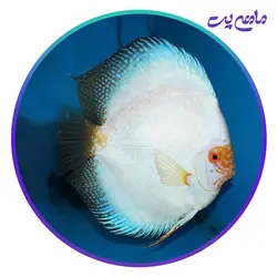 ماهی دیسکس باتر فلای 4 اینچ