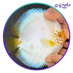 ماهی دیسکس باتر فلای 4 اینچ