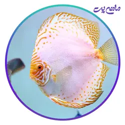 ماهی دیسکس باتر فلای 4 اینچ