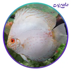 ماهی دیسکس باتر فلای 4 اینچ