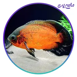 ماهی اسکار مسی 5 تا 7 سانتی متر