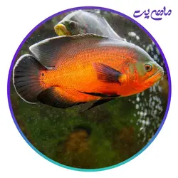 ماهی اسکار مسی 5 تا 7 سانتی متر