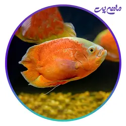 ماهی اسکار پرتقالی 5 تا 7 سانتی متر