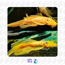 ماهی کت بلو آیز باله بلند سایز 5 تا 7 سانتی متر