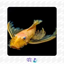 ماهی کت بلو آیز باله بلند سایز 5 تا 7 سانتی متر