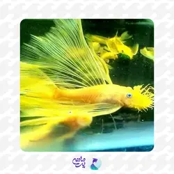 ماهی کت بلو آیز باله بلند سایز 5 تا 7 سانتی متر