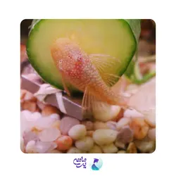 ماهی کت پوزه بوته ای آلبینو باله کوتاه 7 تا 8 سانتی متر