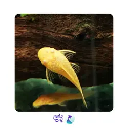 ماهی کت پوزه بوته ای آلبینو باله کوتاه 7 تا 8 سانتی متر