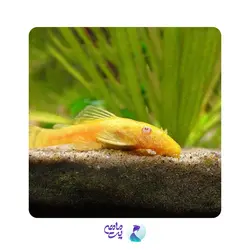 ماهی کت پوزه بوته ای آلبینو باله کوتاه 7 تا 8 سانتی متر