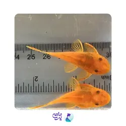 ماهی کت پوزه بوته ای آلبینو باله کوتاه 7 تا 8 سانتی متر