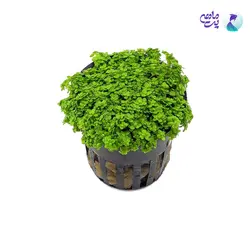 گیاه همیانتوس کوبایی (گلدانی)