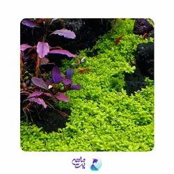 گیاه همیانتوس کوبایی (گلدانی)