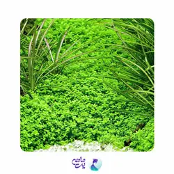 گیاه همیانتوس کوبایی (گلدانی)