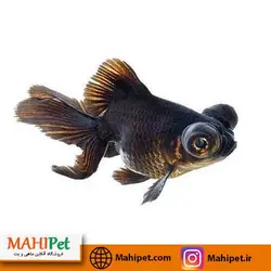 گلدفیش بلک مور 10 تا 15 سانتی متری (سوپر سایز مولد)