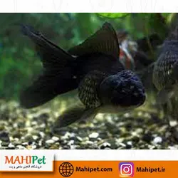 ماهی گلدفیش کله شیری مشکی 11 تا 12 سانتی متر