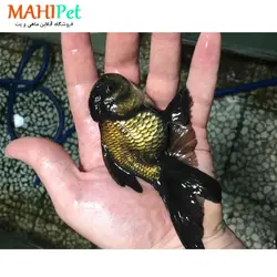 ماهی گلدفیش کله شیری مشکی 11 تا 12 سانتی متر