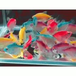 ماهی کالر ویدو 2 تا 3 سانت