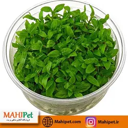 گیاه استروژن ریپنس (کشت بافت)