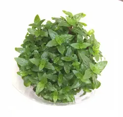 گیاه استروژن ریپنس (کشت بافت)